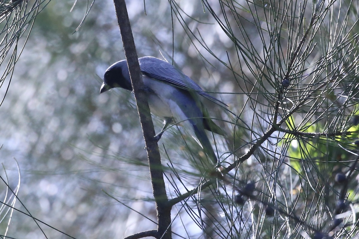 Oruguero Carinegro - ML643739253