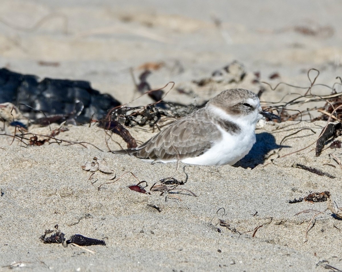 Snowy Plover - ML643739272