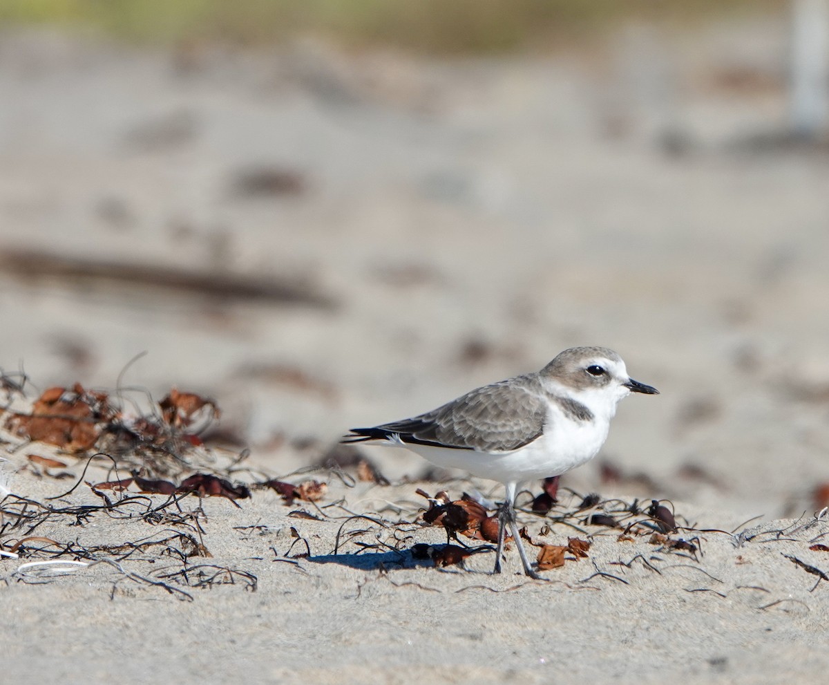 Snowy Plover - ML643739274