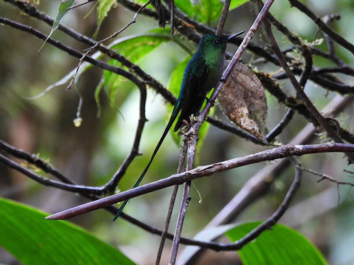 Long-tailed Sylph - ML643739278