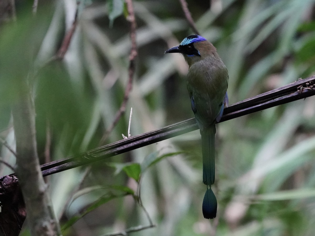 Motmot caraïbe - ML643739283