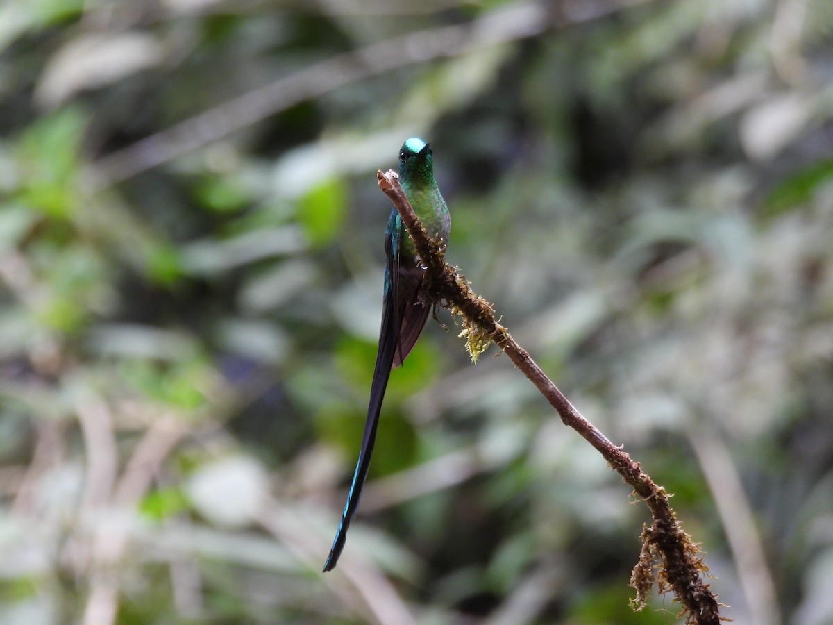 Long-tailed Sylph - ML643739295