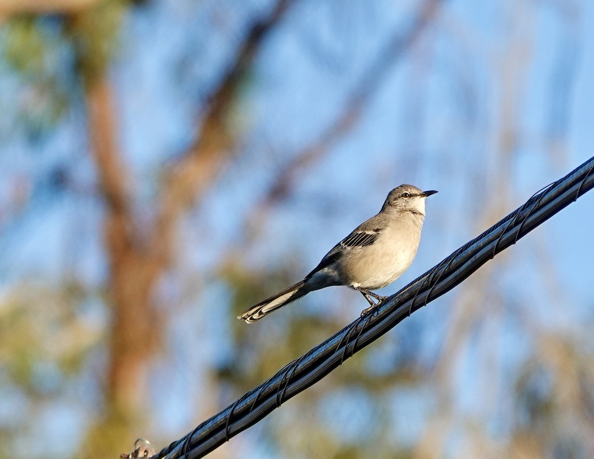 Northern Mockingbird - ML643739304