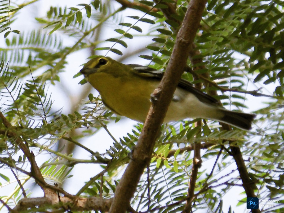 Yellow-throated Vireo - ML643739310