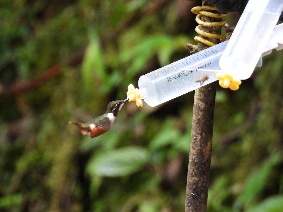 Colibri de Mitchell - ML643739314
