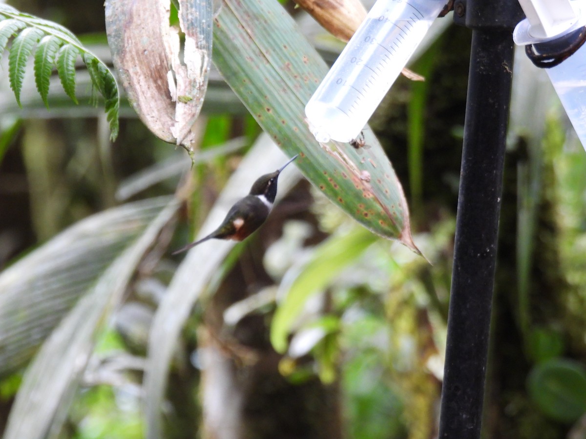 Colibri de Mitchell - ML643739319