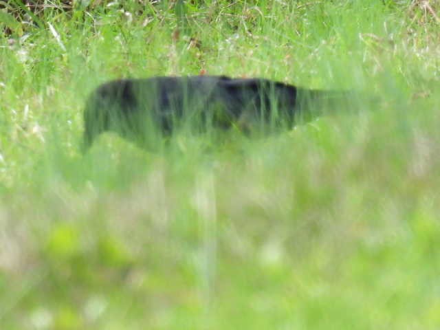 American Crow - ML643739330
