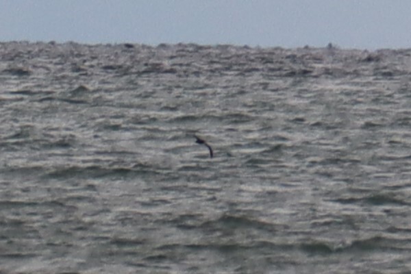 Sooty/Short-tailed Shearwater - ML643739336