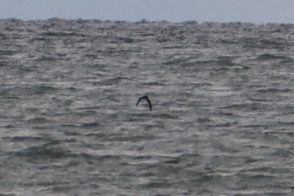 Sooty/Short-tailed Shearwater - ML643739337