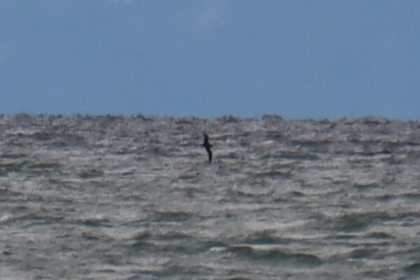 Sooty/Short-tailed Shearwater - ML643739339