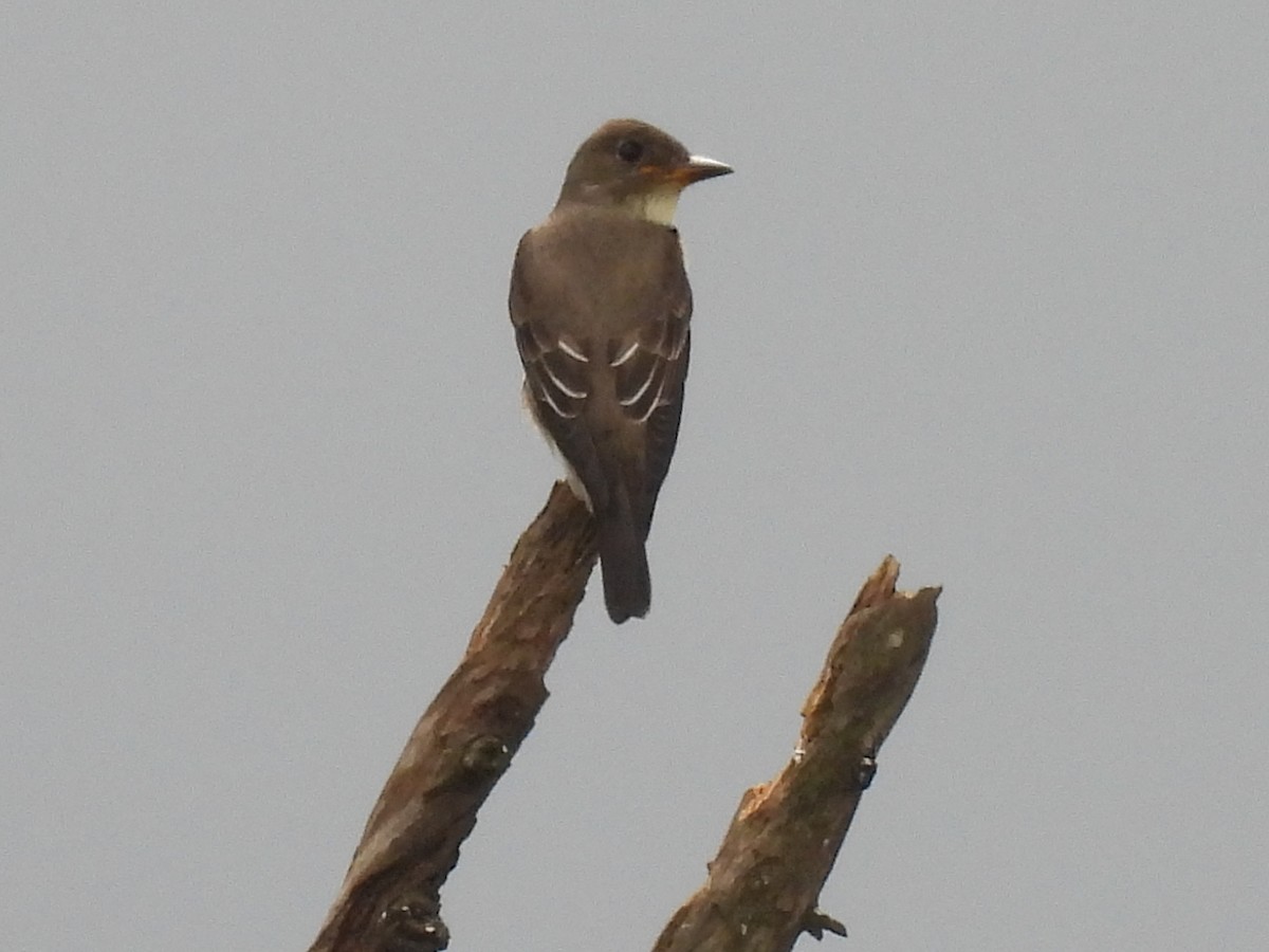 tyranovec severský - ML643739346