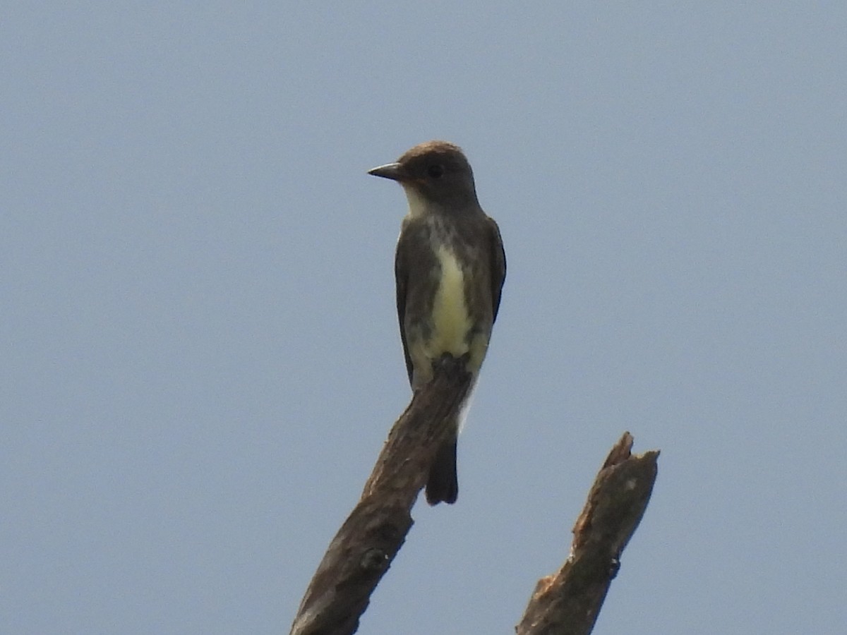 tyranovec severský - ML643739347