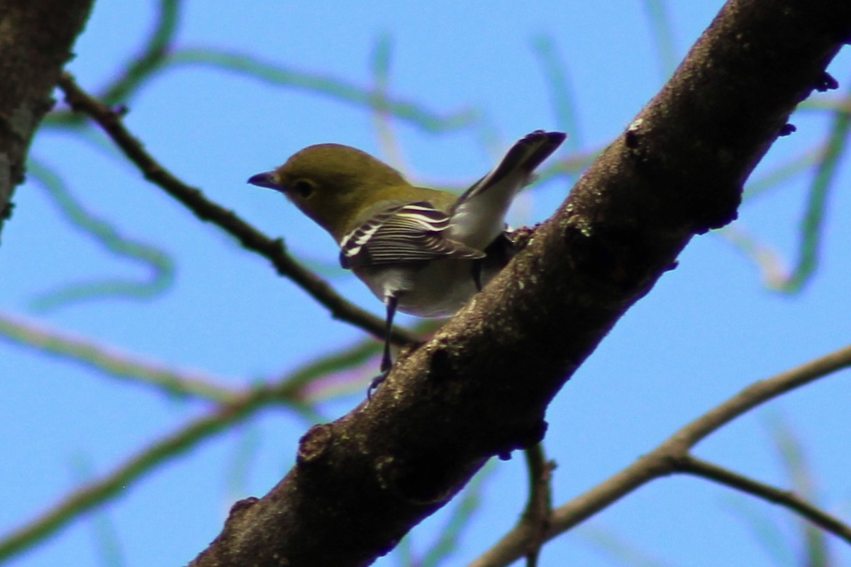 Yellow-throated Vireo - ML643739370