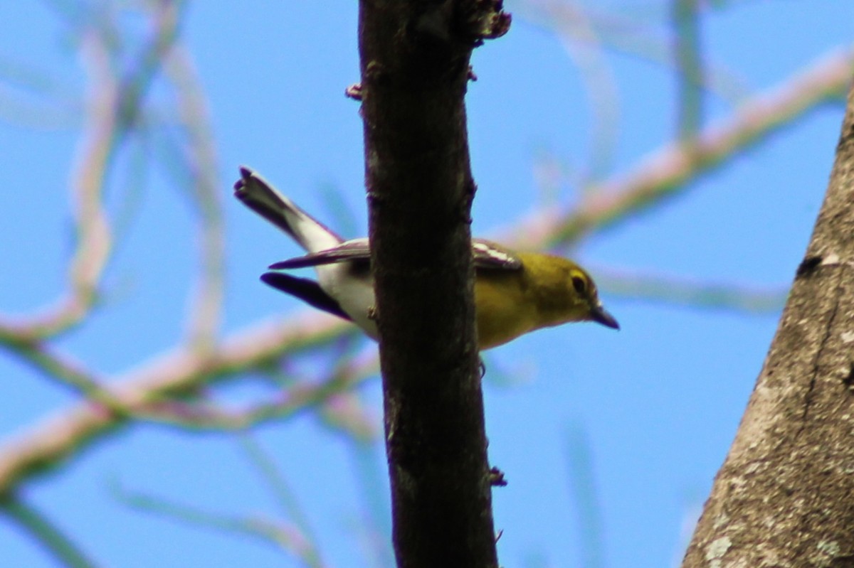 Yellow-throated Vireo - ML643739372