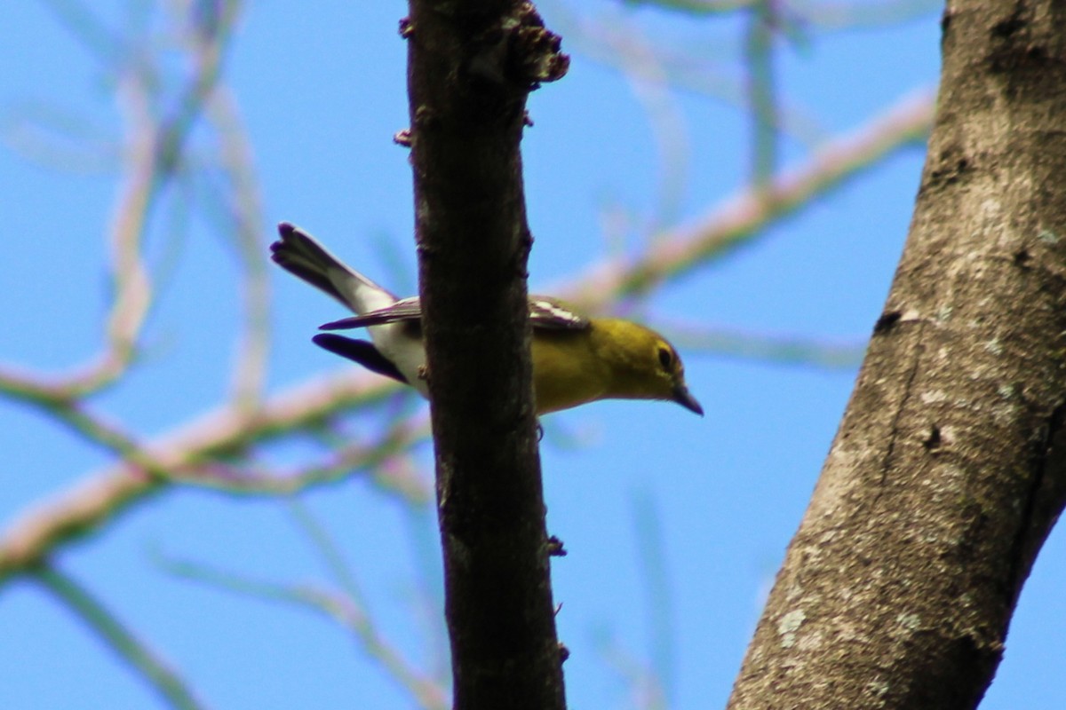 Yellow-throated Vireo - ML643739374