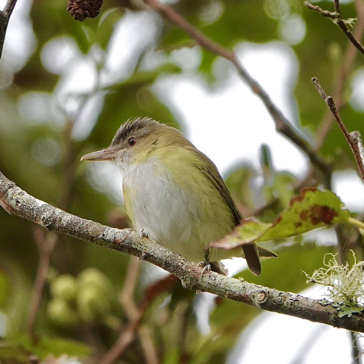 Yellow-green Vireo - ML643739375