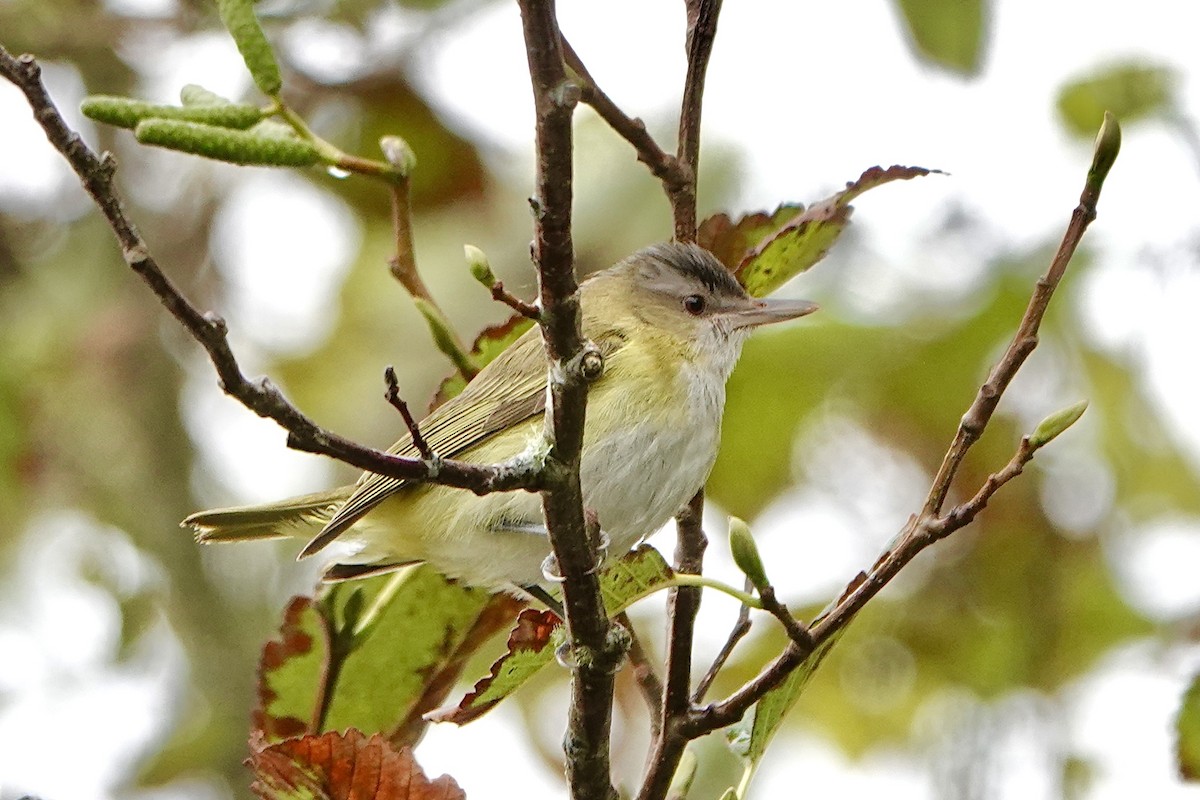 Yellow-green Vireo - ML643739376
