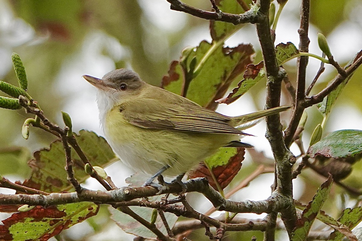 Yellow-green Vireo - ML643739377