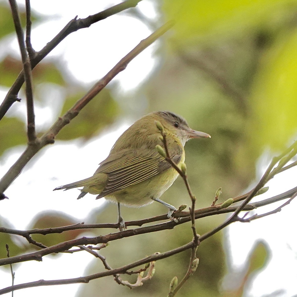 Yellow-green Vireo - ML643739378