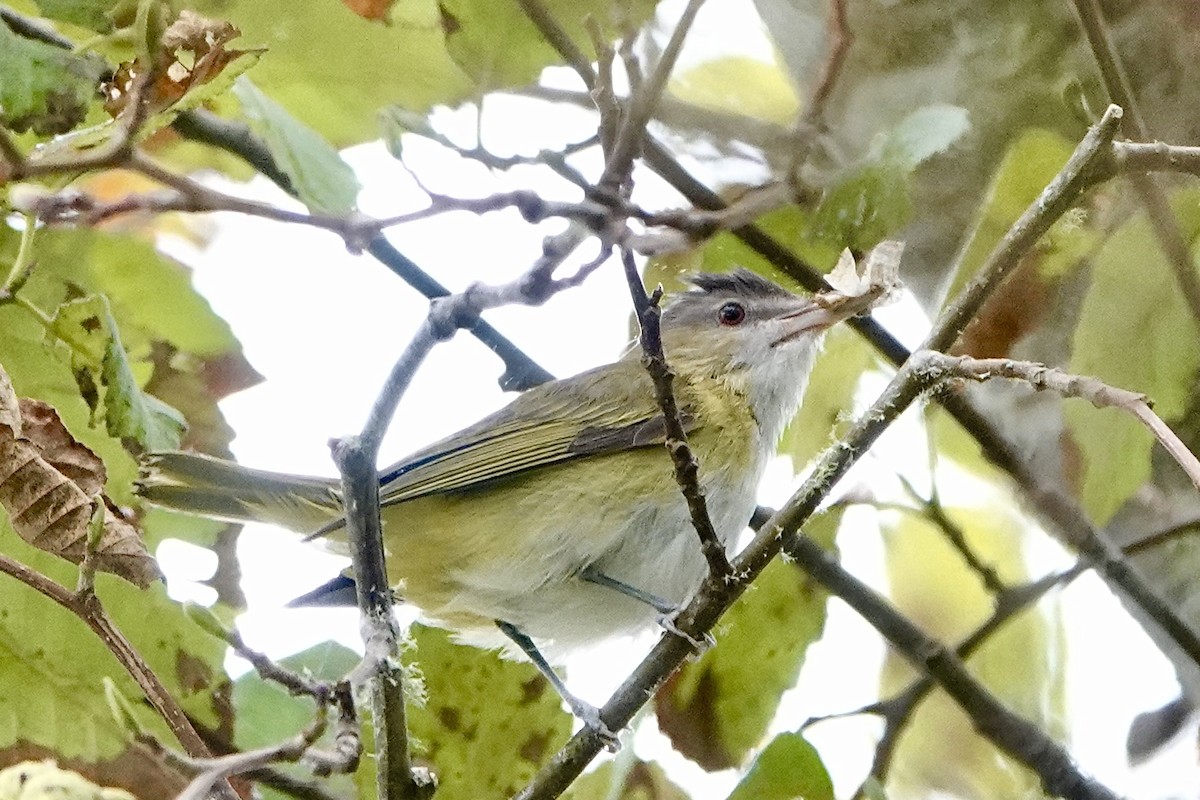 Yellow-green Vireo - ML643739379