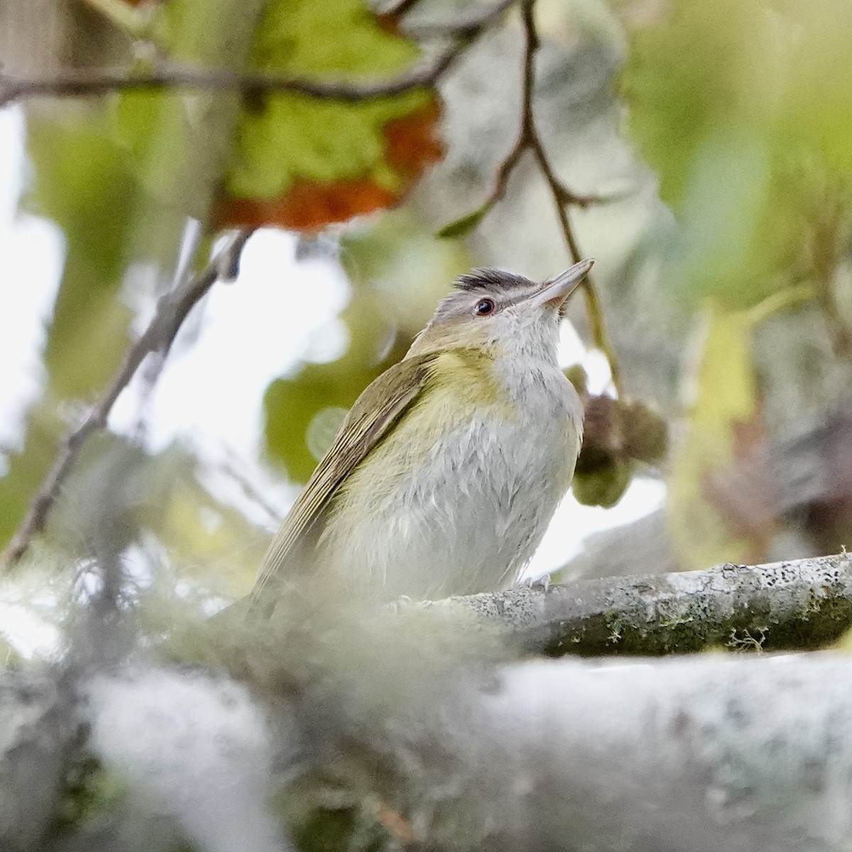 Yellow-green Vireo - ML643739380