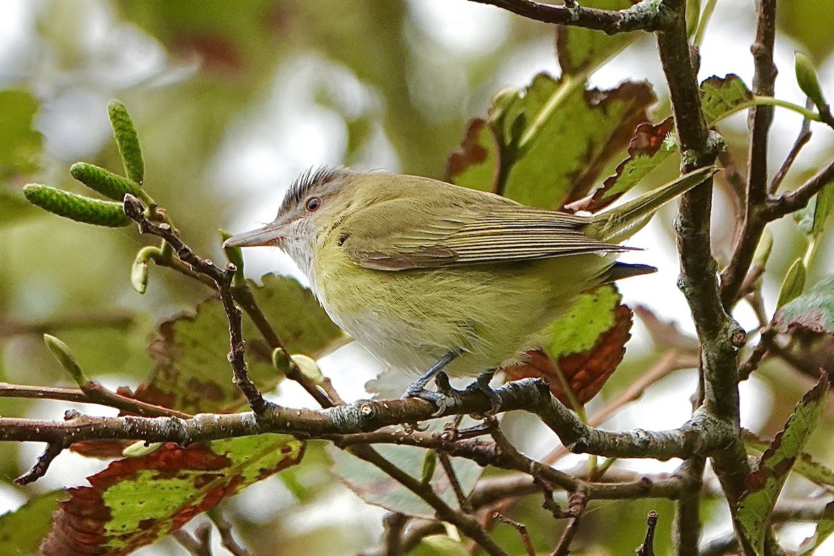 Yellow-green Vireo - ML643739381