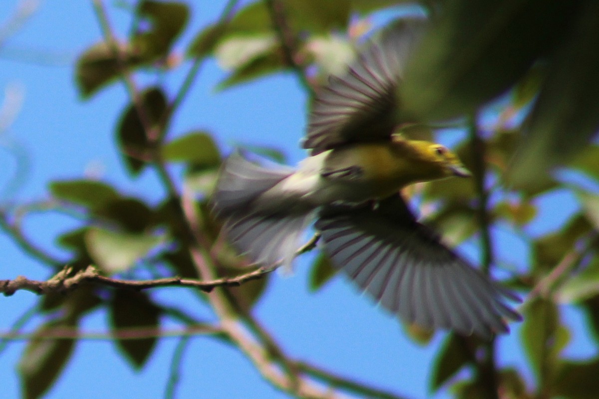 Yellow-throated Vireo - ML643739382