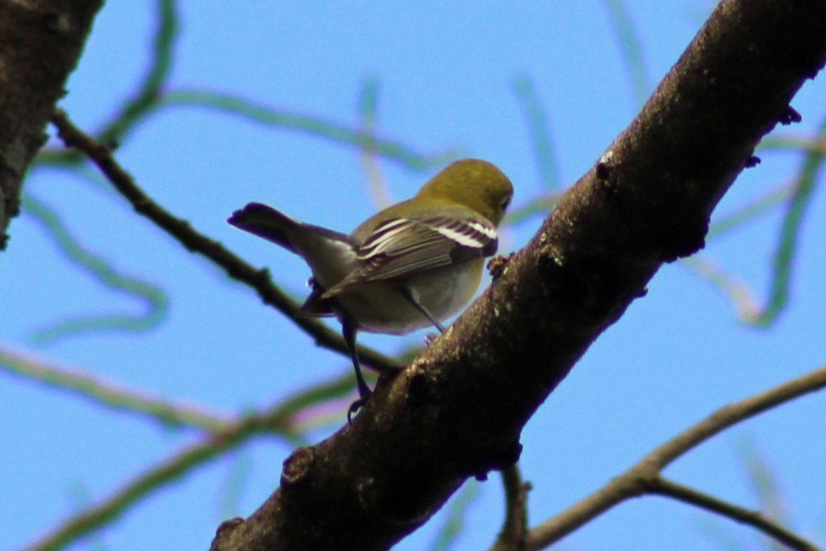Yellow-throated Vireo - ML643739384