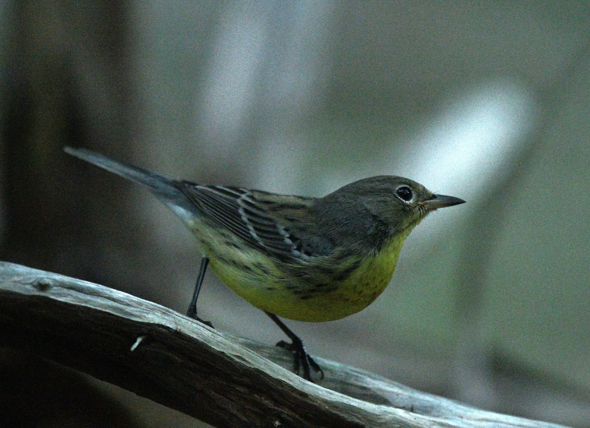 Kirtland's Warbler - ML643739391