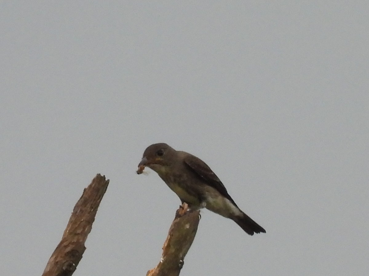 tyranovec severský - ML643739401