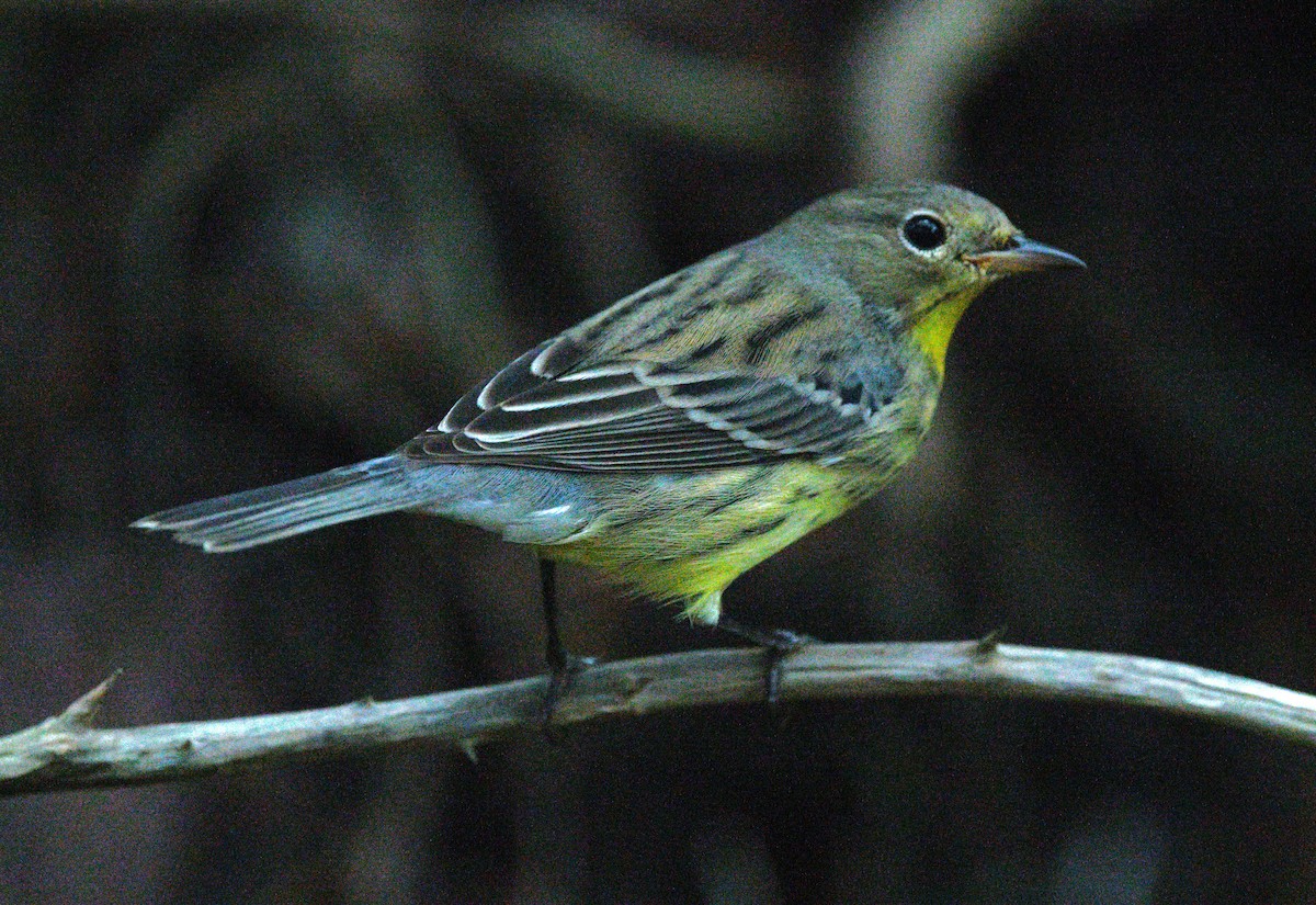 Kirtland's Warbler - ML643739403
