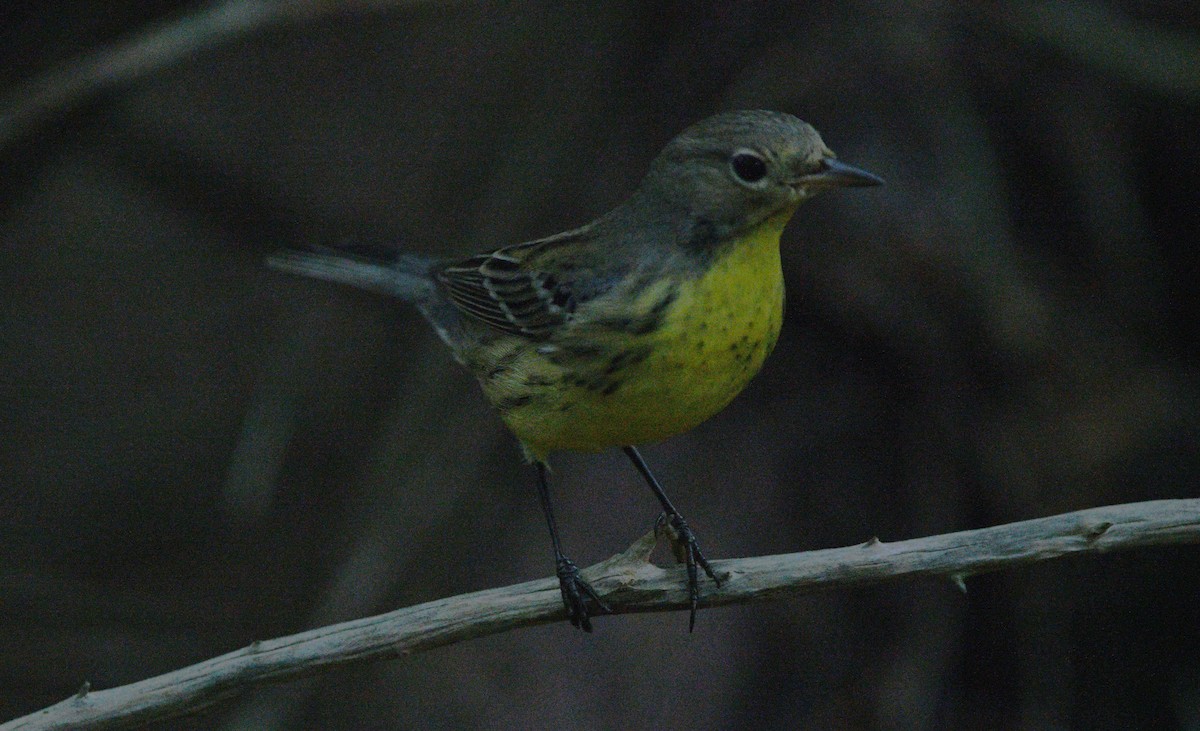 Kirtland's Warbler - ML643739416