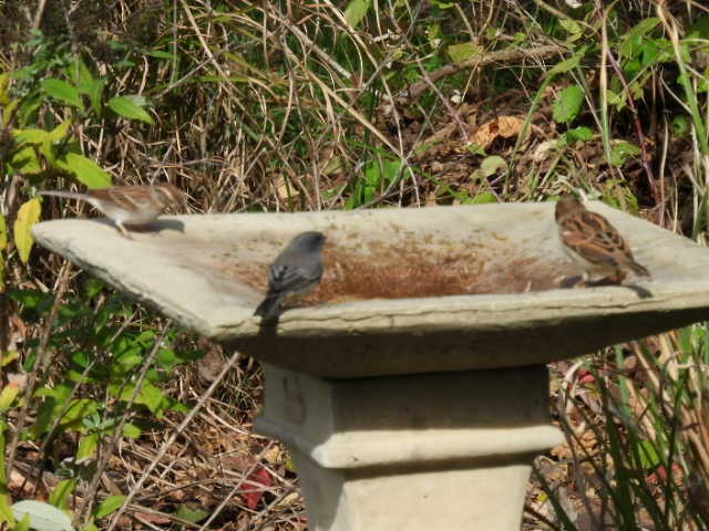 Chipping Sparrow - ML643739420