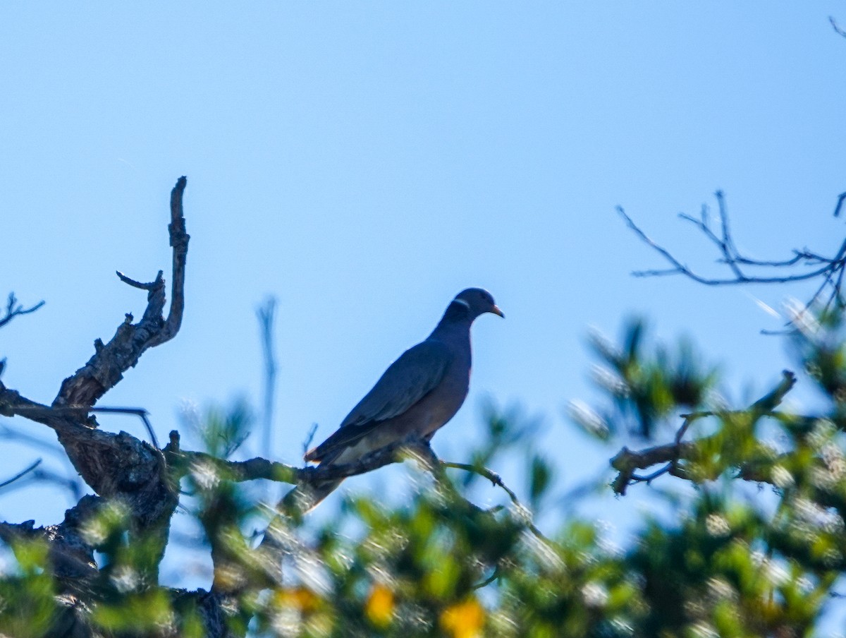 Band-tailed Pigeon - ML643739424