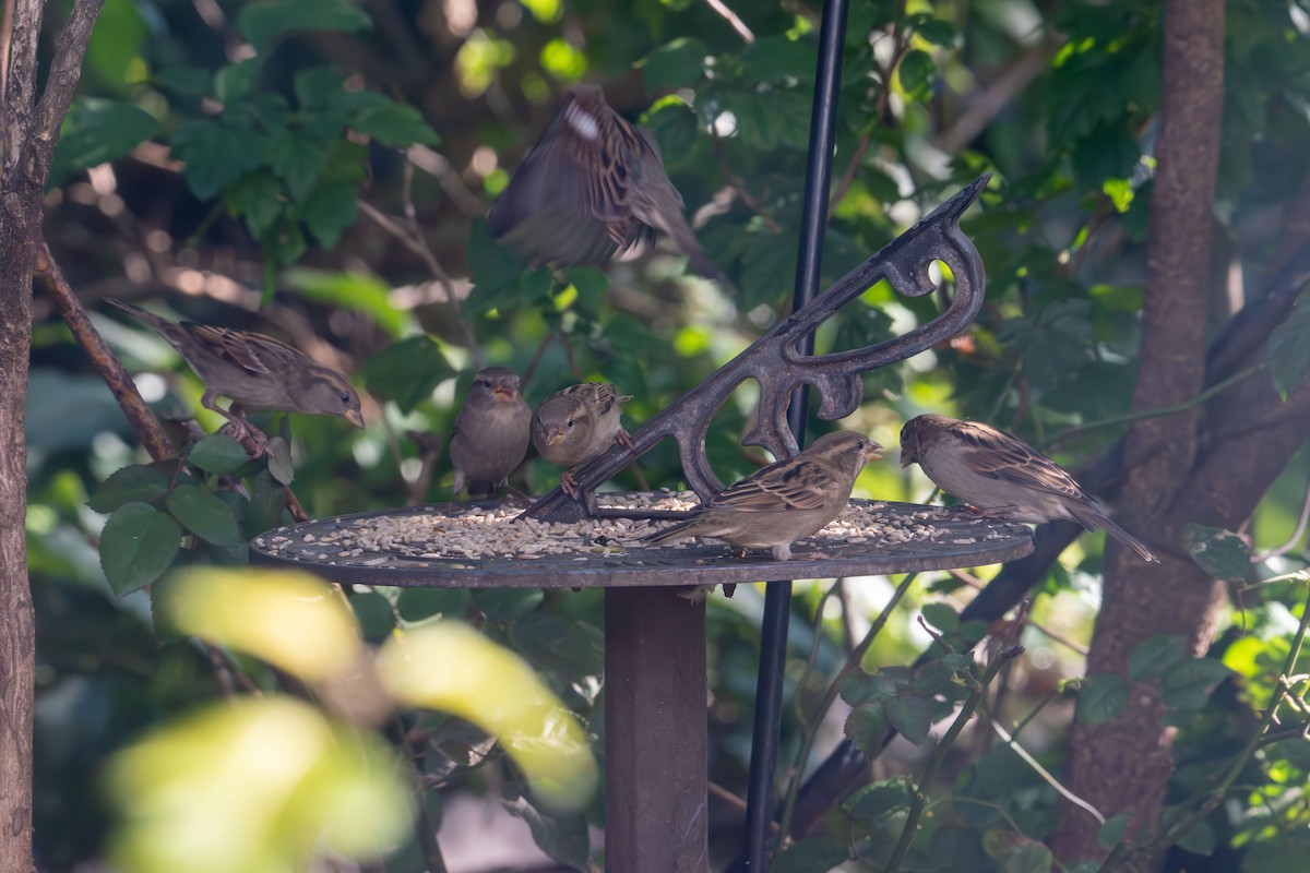 House Sparrow - ML643739429