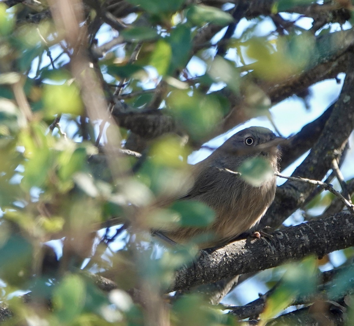 Wrentit - ML643739434