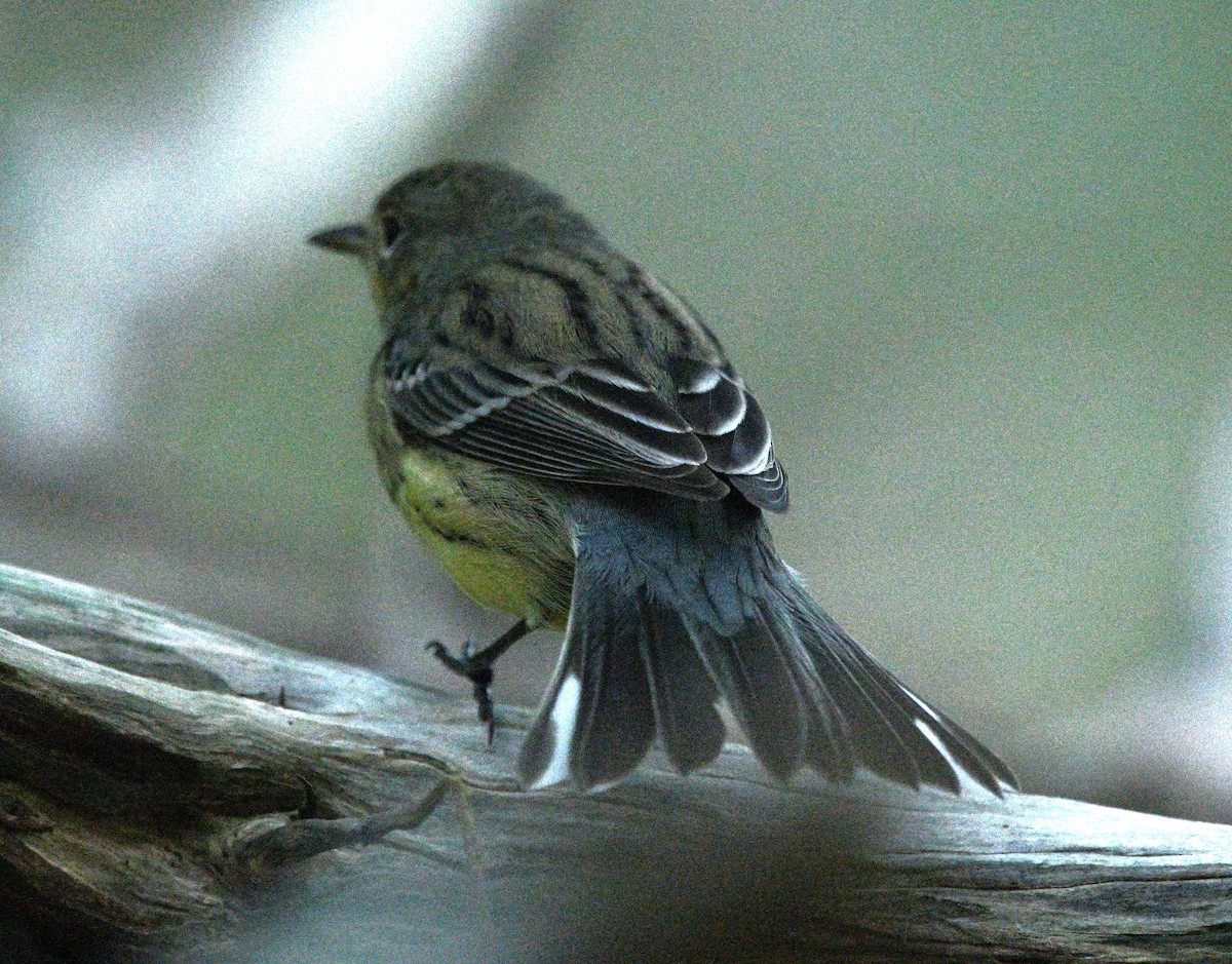 Kirtland's Warbler - ML643739435