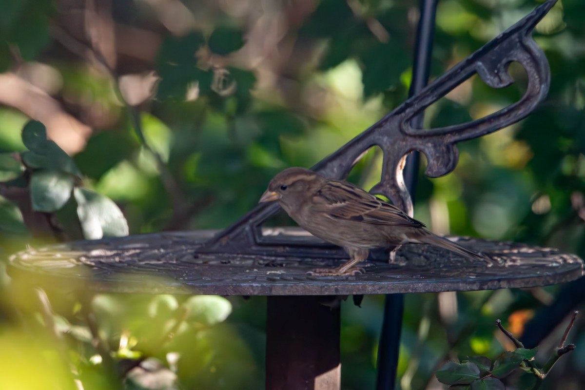 House Sparrow - ML643739436