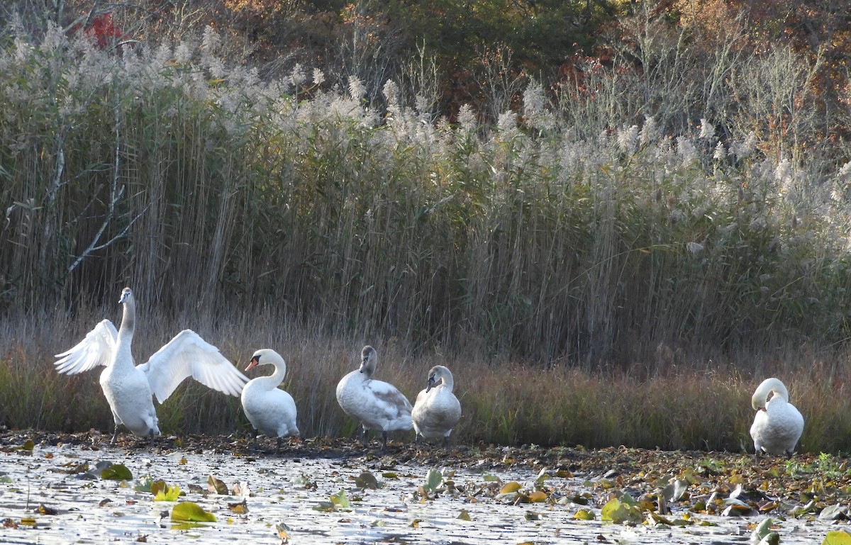 Cigno reale - ML643739454