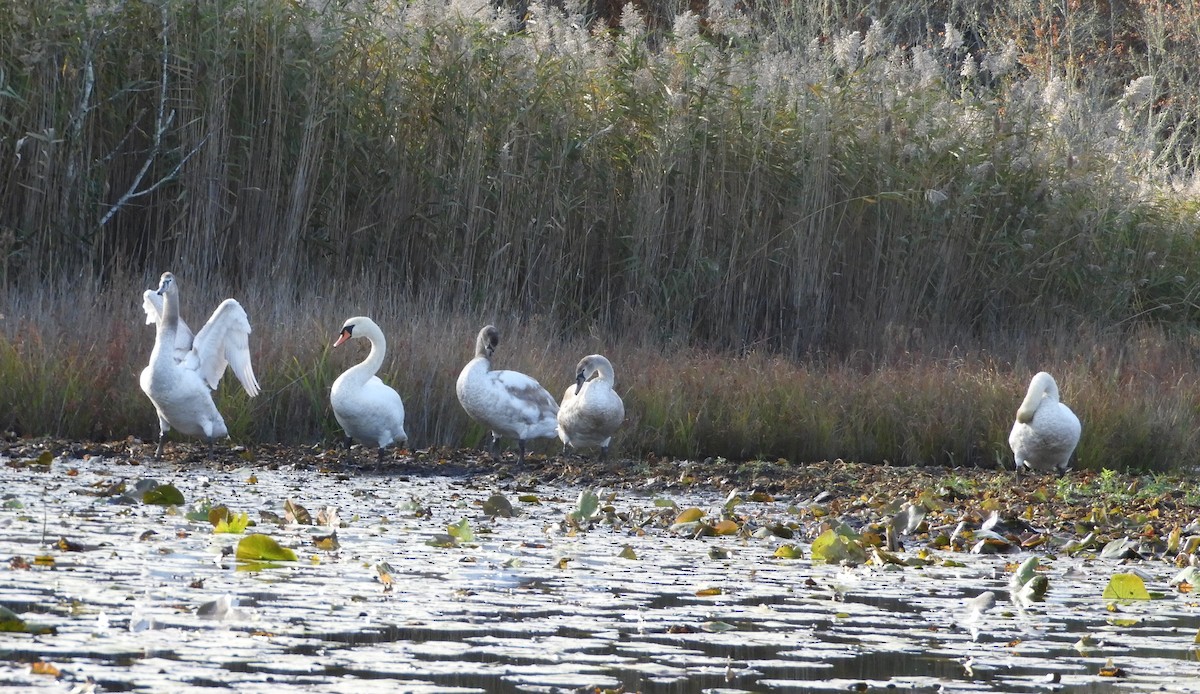 Cigno reale - ML643739456