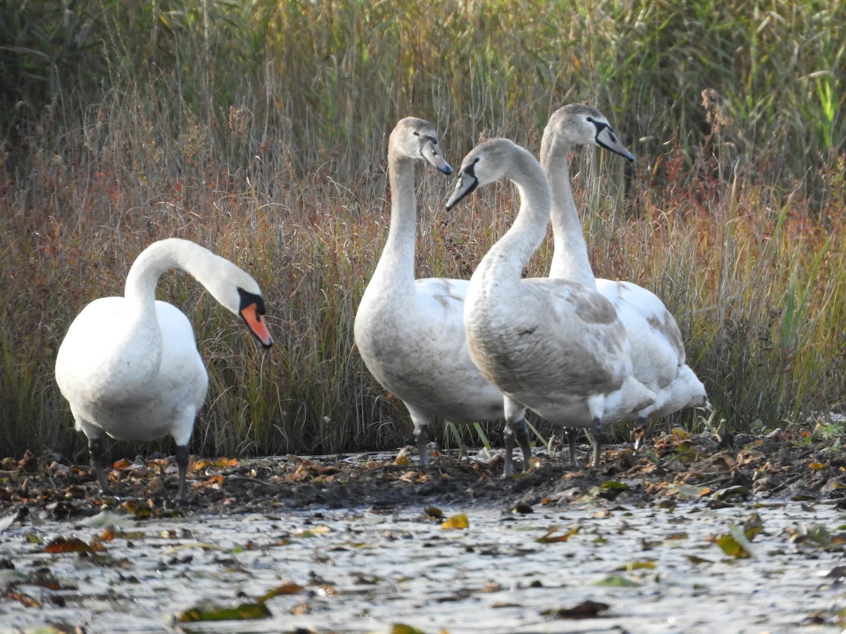 Cigno reale - ML643739457