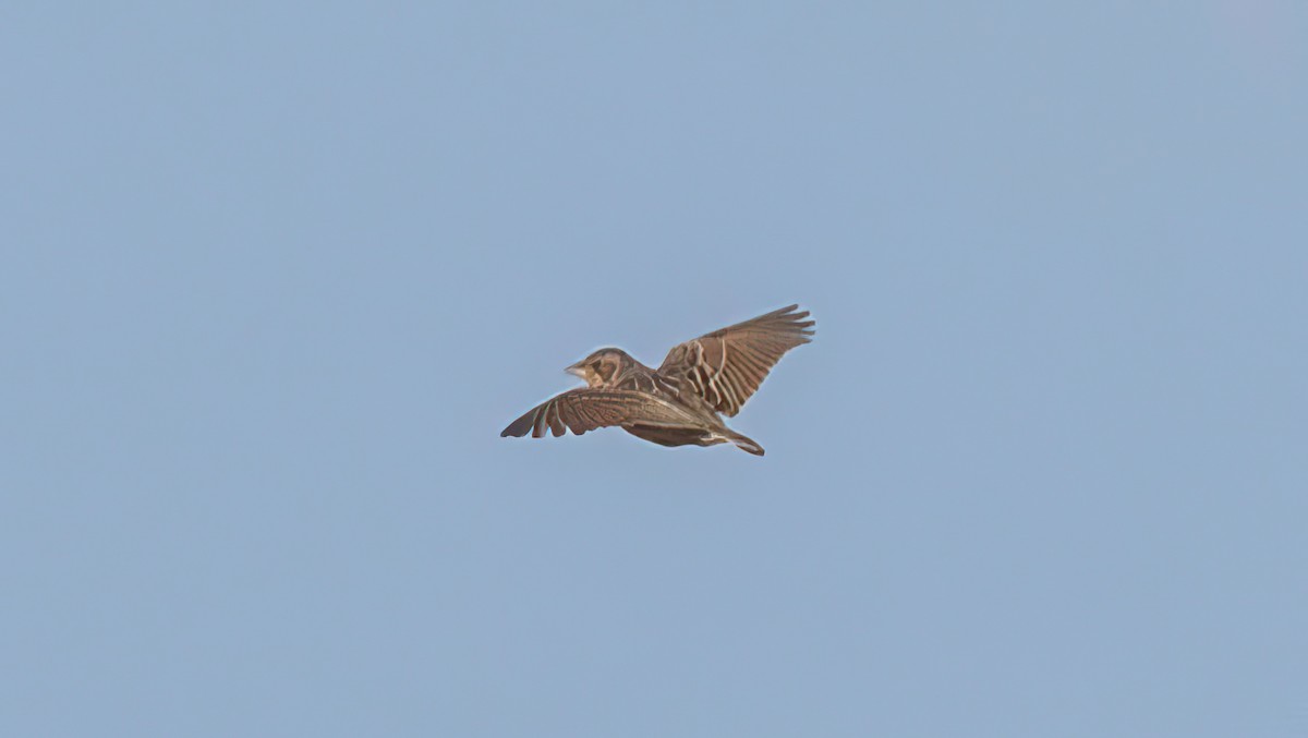 Singing Bushlark - ML643739458