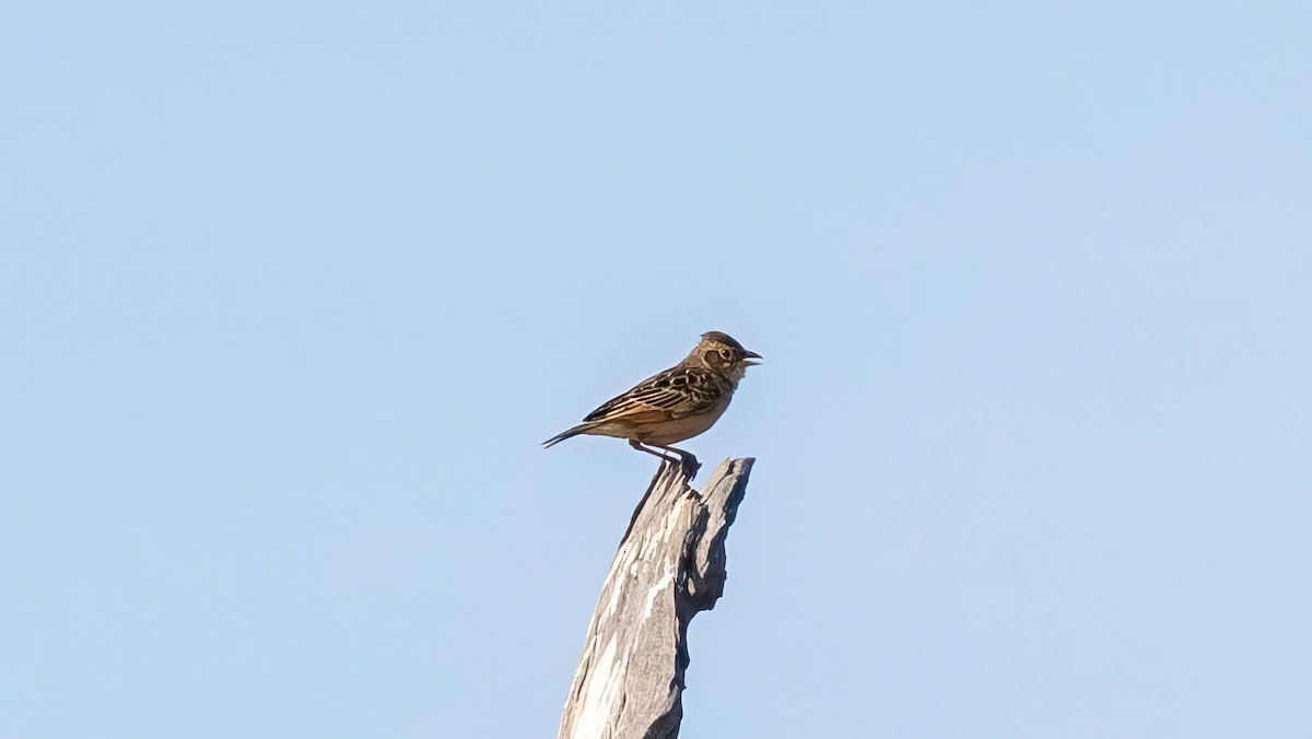 Singing Bushlark - ML643739459