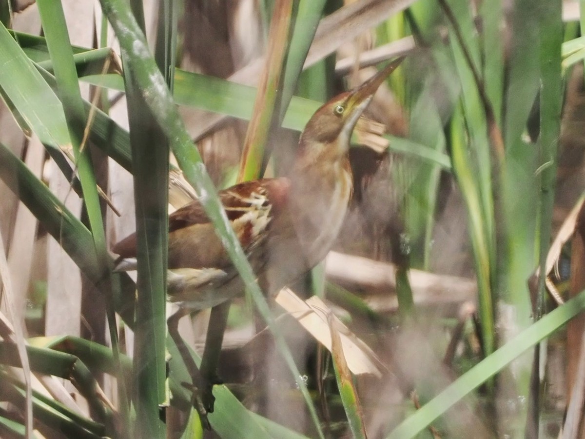 Black-backed Bittern - ML643739460