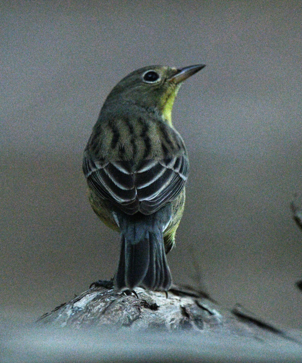 Kirtland's Warbler - ML643739464