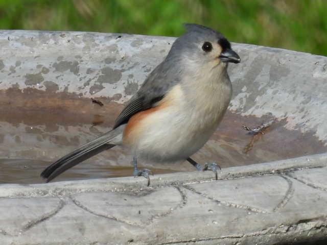 Tufted Titmouse - ML643739480