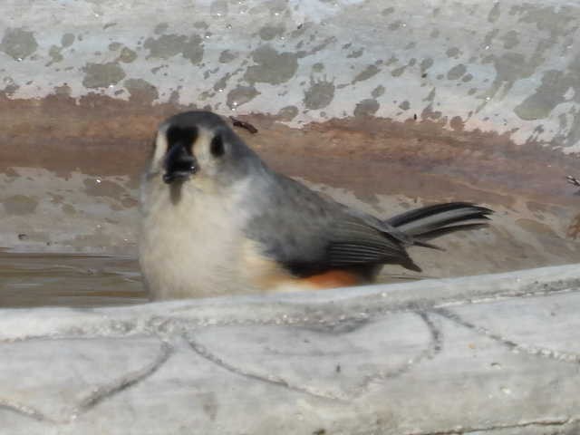 Tufted Titmouse - ML643739481