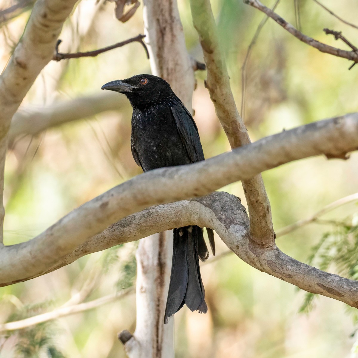 Spangled Drongo - ML643739492