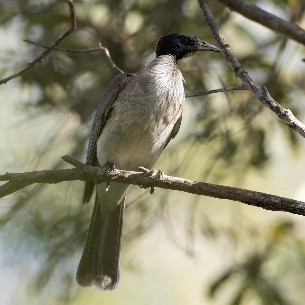 Noisy Friarbird - ML643739509
