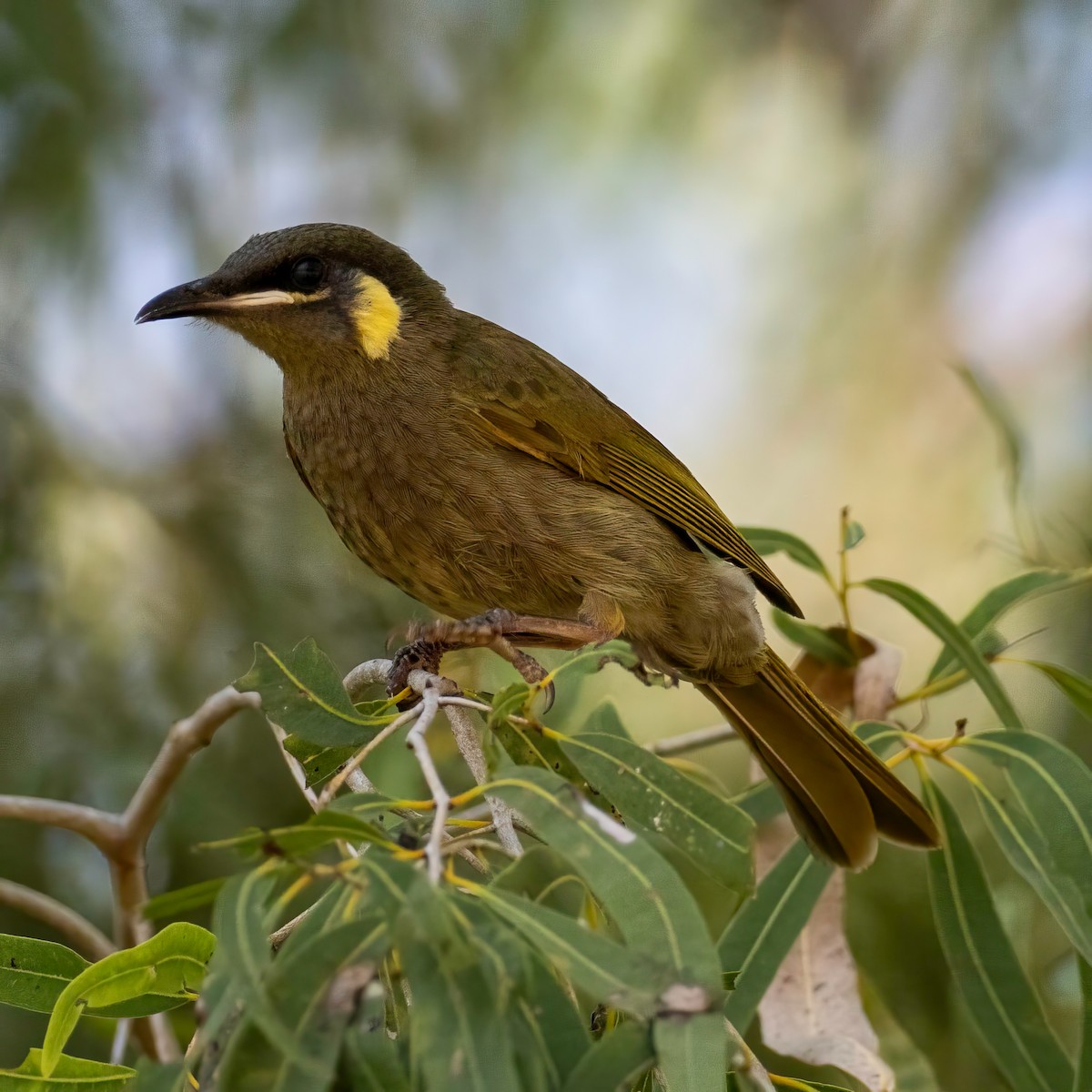 Lewin's Honeyeater - ML643739516